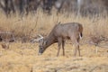 Whitetail Buck Grazing in Autumn Royalty Free Stock Photo