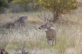 Whitetail buck in fall time Royalty Free Stock Photo