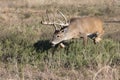 Whitetail Buck Focusing on doe