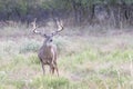 Whitetail Buck at full attention Royalty Free Stock Photo