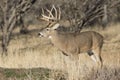 Whitetail Buck in full rut Royalty Free Stock Photo