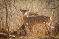 Whitetail buck in grass at sunset Royalty Free Stock Photo