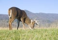 Whitetail buck grazing Royalty Free Stock Photo