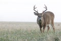 Whitetail buck grazing