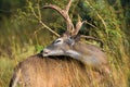Whitetail buck grooming self Royalty Free Stock Photo