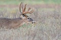 Whitetail Buck in heat searching for doe in tall prairie grass Royalty Free Stock Photo