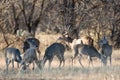 Whitetail buck with his does