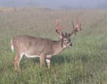 Whitetail buck on his last day of velvet. Royalty Free Stock Photo