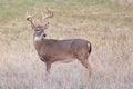 Whitetail buck looking behind Royalty Free Stock Photo