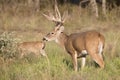 Whitetail Buck looking for forage