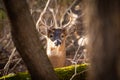 Whitetail buck looking through trees Royalty Free Stock Photo