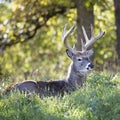 Whitetail buck lying in grass Royalty Free Stock Photo