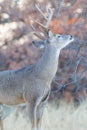 Whitetail buck making his scent mark on tree branch Royalty Free Stock Photo