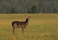 Whitetail Buck in Meadow Royalty Free Stock Photo