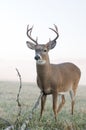 Whitetail buck in a meadow Royalty Free Stock Photo