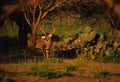 Whitetail Buck Near Cactus Royalty Free Stock Photo