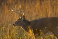 Whitetail buck at nightfall