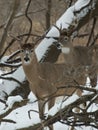 Whitetail Buck Royalty Free Stock Photo