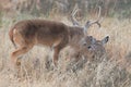 Whitetail buck pinning down a doe in heat Royalty Free Stock Photo