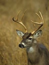 Whitetail Buck Portrait Royalty Free Stock Photo