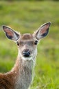 Whitetail buck portrait Royalty Free Stock Photo