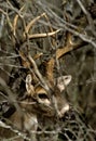 Whitetail Buck Portrait in Brush Royalty Free Stock Photo