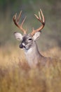 Whitetail buck portrait Royalty Free Stock Photo