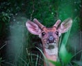 Whitetail Buck Portrait in Velvet in Michigan Royalty Free Stock Photo