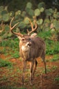 Whitetail Buck Post Rut Royalty Free Stock Photo