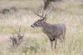 Whitetail Buck in prairie grass Royalty Free Stock Photo