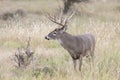 Whitetail Buck in prairie grass