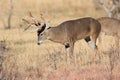 Whitetail Buck preparing to make a scrape