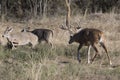 Whitetail buck pushing does in Texas Royalty Free Stock Photo