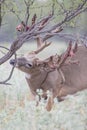 Whitetail buck rubbing velvet off of his antlers