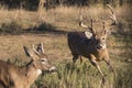 Whitetail Buck running off a younger buck Royalty Free Stock Photo