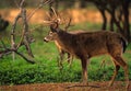 Whitetail Buck in Rut Royalty Free Stock Photo