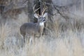 Whitetail Buck in Rut looking for doe Royalty Free Stock Photo