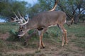 Whitetail buck on scrape site