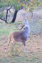 Whitetail Buck Smelling The Air And Scratching His Back With His Antlers