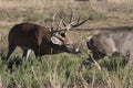 Whitetail buck smelling a doe in heat Royalty Free Stock Photo