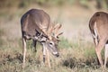 Whitetail buck smelling doe in heat Royalty Free Stock Photo