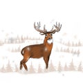 Whitetail buck in the snow