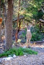 A majestic 12-point whitetail buck standing his ground in the forest wilderness. Royalty Free Stock Photo