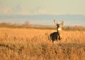 Whitetail Buck Deer Standing In Tall Grass Standfing Hunting Season