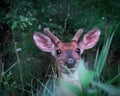 Whitetail Buck Portrait in Velvet in Michigan Royalty Free Stock Photo