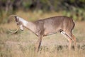 Whitetail buck stretching his neck Royalty Free Stock Photo
