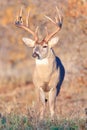 Whitetail Buck with swollen neck in full rut Royalty Free Stock Photo