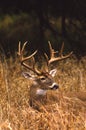 Whitetail Buck in Tall Grass