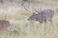 Whitetail buck on trail of whitetail doe Royalty Free Stock Photo