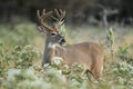 Whitetail Buck in velvet. Royalty Free Stock Photo